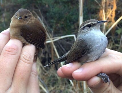 Picture of two Wrens in two hands